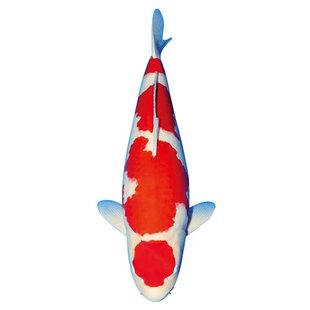 纯种锦鲤古黄金孔雀秋翠红白丹顶白写昭和黄金淡水观赏鱼包活邮