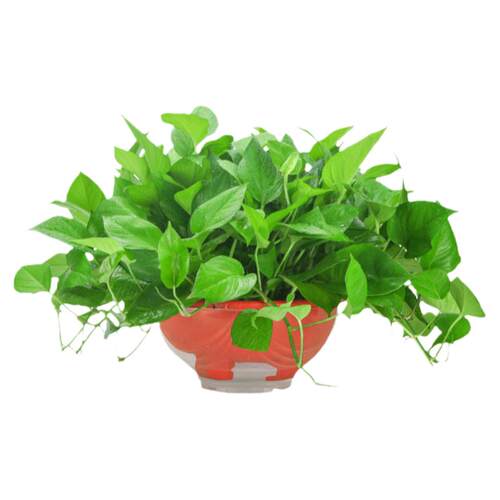 大叶绿萝盆栽室内长藤花卉植物大盆绿箩新房净化空气吊兰水培绿植