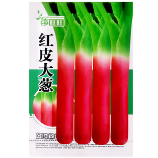 红皮大葱种子东北葱子高产葱种蔬简装种籽香葱小孑蔬菜菜种子四季