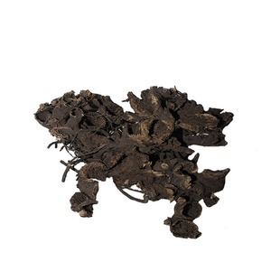 东北升麻野生窟窿芽根苦老芽根升麻粉正品无硫鬼脸升麻500g中药材