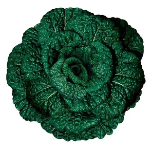 乌塌菜种子黑黄心乌塌菜菜野菜黑青菜春夏秋冬季种孑四季冬天乌塔