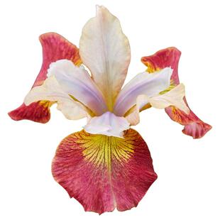 西伯利亚鸢尾花苗裸根苗进口球根花园耐寒耐热多年生花卉植物预售