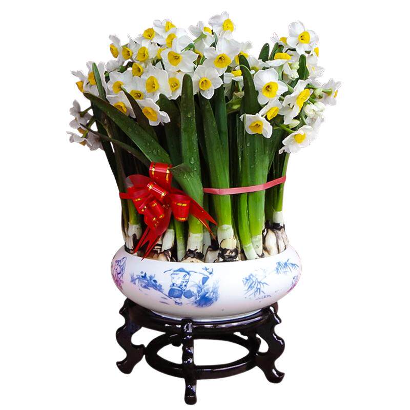 漳州水仙花种球子种子花头室内水养水培水仙花春节特级大球单瓣