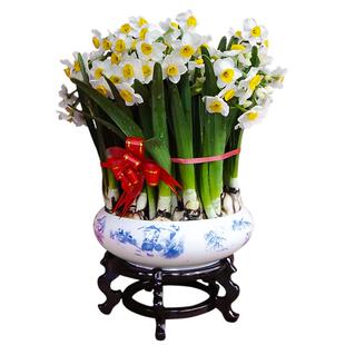 漳州水仙花种球子种子花头室内水养水培水仙花春节特级大球单瓣