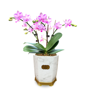 刘阁兰花 蝴蝶兰紫薇仙女 冬带花出售室内桌面办公室好养花卉盆栽