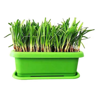 四季带土现挖韭菜宽叶根苗紫根红根大叶四季阳台盆栽种菜籽蔬菜苗