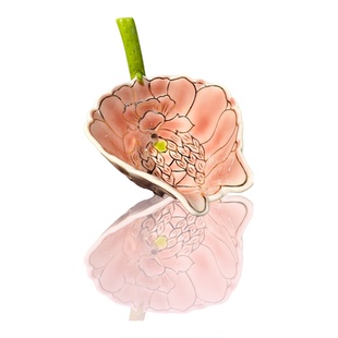 河南博物院粉彩荷花吸杯秋操杯送礼送朋友送妈妈高颜值文创伴手礼