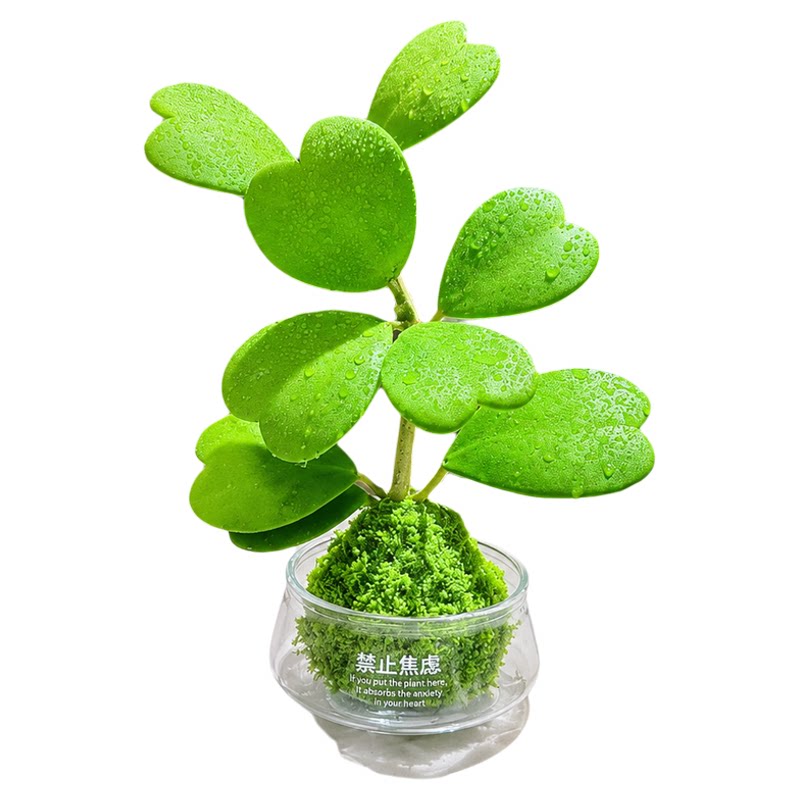 心叶球兰苔藓球多肉植物新手好养活垂吊室内阳台水培绿植桌面摆件