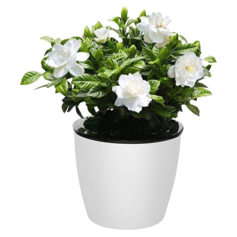 栀子花四季开花净化空气绿植室内