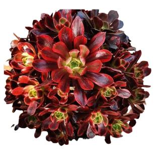 老桩黑法师多肉植物超大颗多头精品法师清仓花卉盆栽基地直发