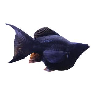 红米奇鱼形胎生鱼小型鱼活体热带观赏鱼玛丽鱼红箭月光鱼孔雀鱼