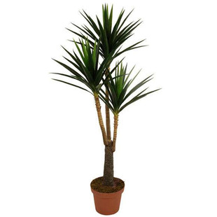 ins北欧风大型室内绿植盆栽荷兰铁树巨丝兰客厅除甲醛耐阴旱植物