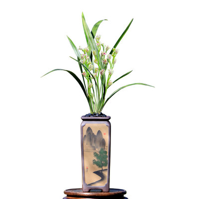 高端建兰奇花彩云追月带花香好养