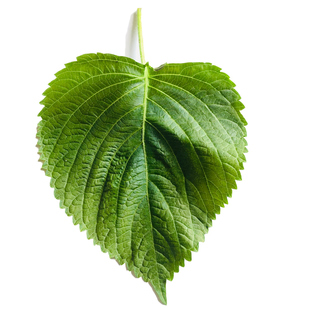 新鲜苏子叶东北韩国紫苏叶烤肉烧烤叶子食用日式粘豆包蔬菜送蘸料