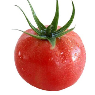 寿光蔬菜种子口感好粉果农家大番茄大西红柿种子粉帝F1番茄种子