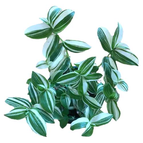 阳台垂吊植物花叶吊竹梅青叶吊兰盆栽鸭舌汉白玉鸭跖草鸭趾好养活