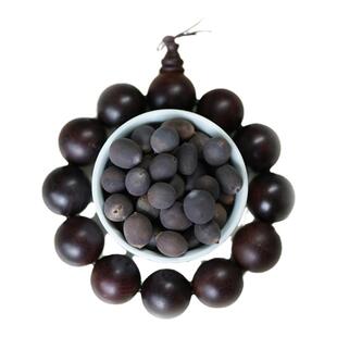 非栽培季节周劲松家庭窗阳露天台种植中小微型盆栽碗莲荷花种子籽