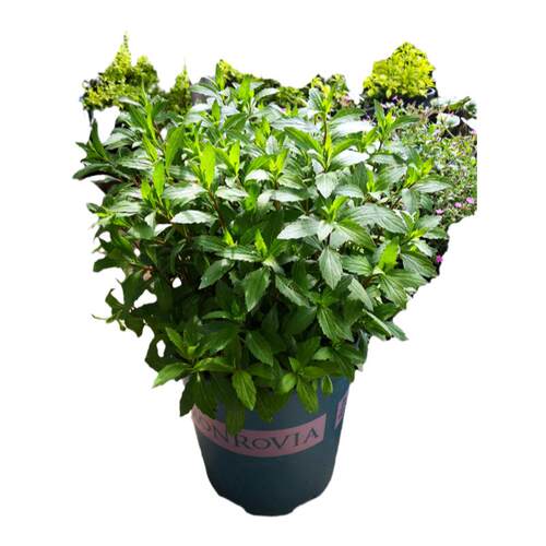 野甘菊“望都菊”盆苗  清新易养 耐寒耐热宿根花卉 【鲁虹花卉】