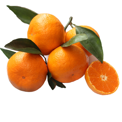 现摘现发正宗涌泉蜜桔