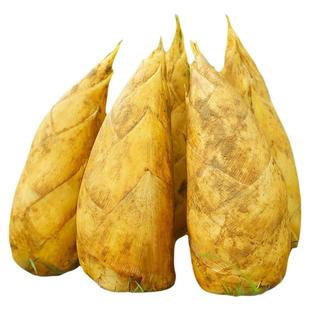 春笋新鲜现挖现发毛竹笋农家野生新鲜竹笋新鲜笋浙江临安天目春笋