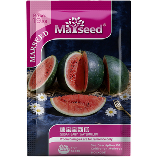 高甜多产糖宝宝西瓜种子种苗盆栽地栽绿植蔬菜瓜果甜度爆表B220