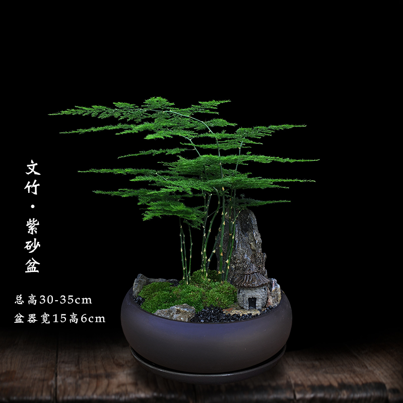 文竹盆栽室内植物办公室绿植好养小叶紫檀黄杨蓬莱松发财树真盆景