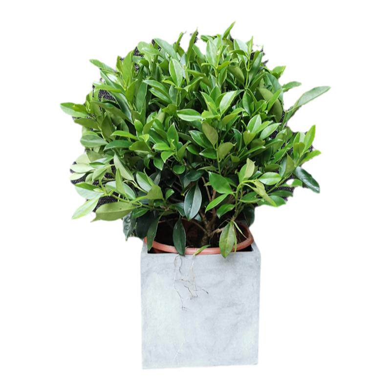 非洲茉莉盆栽阳台绿植室外走廊