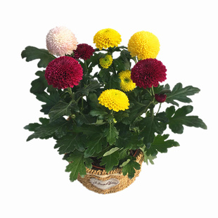 乒乓菊盆栽花苗室内外阳台庭院多年生植物菊花乒乓球耐寒带花发货