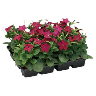 进口花烟草种子 萨拉托加系列 春秋季播室内阳台盆栽四季好养花籽