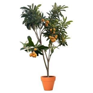 枇杷苗树大五星枇杷树苗南北方种植当年结果特大无核砂糖枇杷树苗