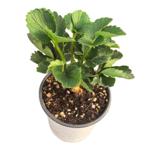 草莓盆栽带果可食用超大号草莓秧苗奶油丹东99草莓苗带盆阳台果树