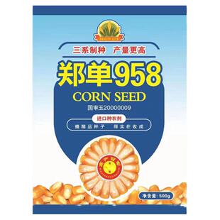 郑单958杂交大田玉米种籽大全特高产饲料玉米种子春夏季播蔬菜孑