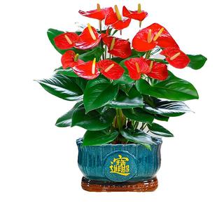 大盆花卉绿植特级红掌盆栽室内植物鸿运当头四季开花好养中式盆景