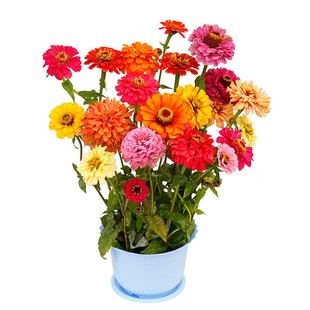 百日草花种子百日草花籽四季开花景观花海波斯菊花种籽孑庭院盆栽