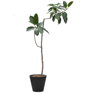 THE ONE | 设计师空间系列  高山榕大型盆栽造型室内绿植