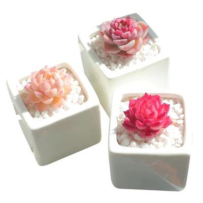 多肉植物桃蛋玉露冰玉橙梦露熊童子红宝石吉娃娃钱串贵货组合套餐