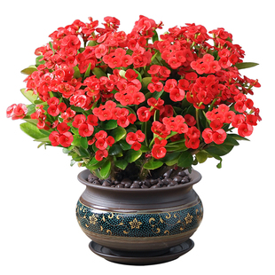 虎刺梅铁海棠花盆栽大花叶花卉植物绿植室内花办公室阳台好养易活