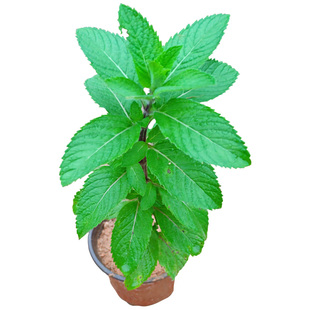 土薄荷苗柠檬香茅草苗溪黄草鱼腥草猫须草拐枣树苗草药苗原土发货