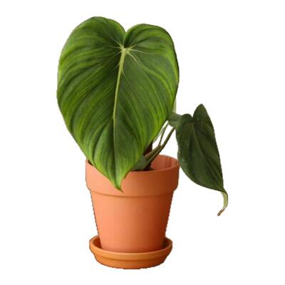 麦克道尔蔓绿绒观叶明脉荣耀耐活