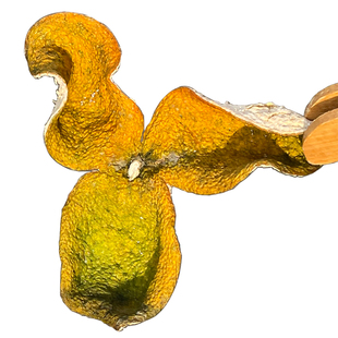 【自家果园】二红皮2025梅江新皮新会陈皮圈枝二红柑老陈皮干泡茶