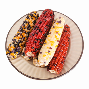 仓鼠磨牙零食玉米棒专治啃笼鼠鼠磨牙零食用品金丝熊兔子健肠磨牙