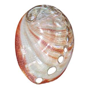 天然红花鲍鱼壳鱼缸造景装饰品创意家居收藏摆件拍摄道具海螺贝壳