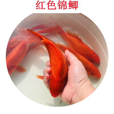 新款锦鲤小型鱼观赏鱼活体冷水鱼好养易活红色锦鲫草金淡水红鲫鱼