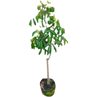 潮汕正宗嫁接甘甜脆皮青橄榄果树苗口味甘甜回甘南方庭院盆栽地栽