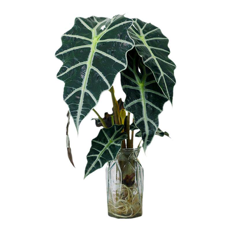 小仙女海芋盆栽水培植物带根耐阴绿植花卉水养植物室内花北欧竹芋