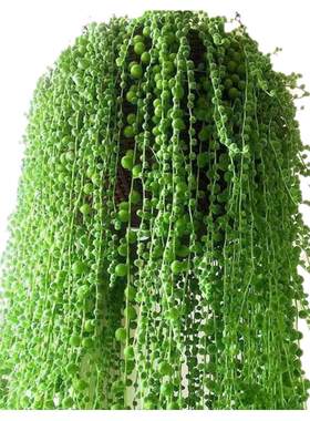 翡翠佛珠情人泪吊兰花卉多肉植物