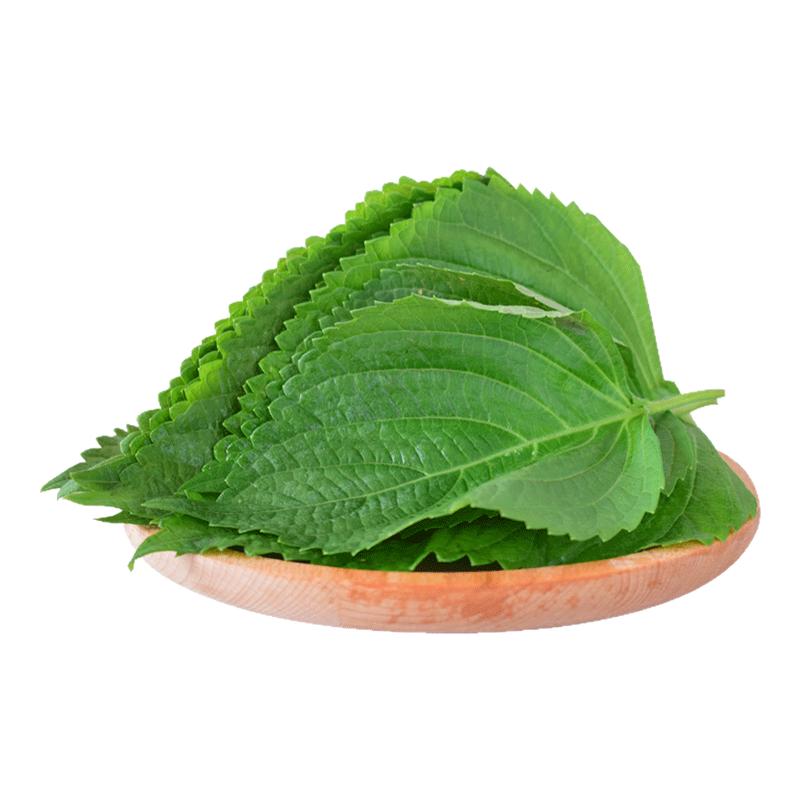 新鲜苏子叶东北特产蔬菜烤肉紫苏叶蘸酱煎肉韩式料理散装粘豆包叶