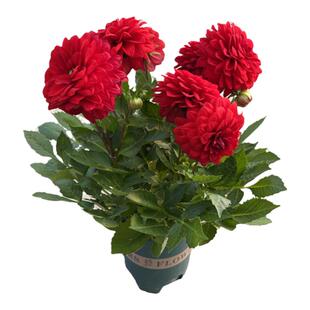 小丽花盆栽花苗耐寒庭院阳台四季观花耐养植物花卉花期长带花发货