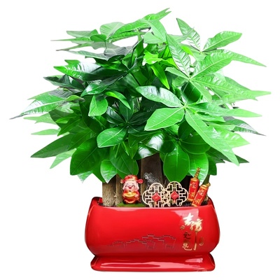 【新年迎好运】发财树高档盆栽