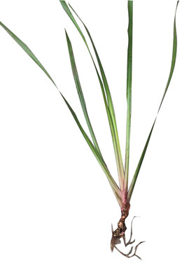 新鲜香草野生贵州特产山奈叶